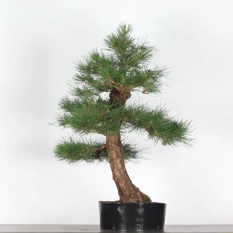 image supplémentaire - JAPANESE BLACK PINE...