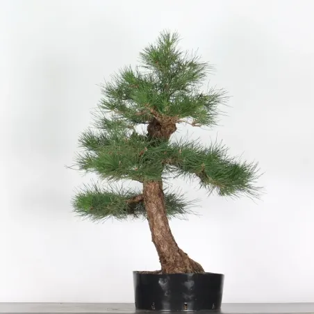 image supplémentaire - JAPANESE BLACK PINE...