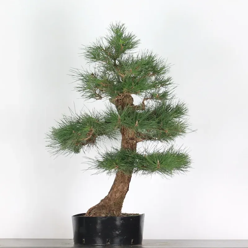 JAPANESE BLACK PINE "THUNBERGII" 2-12