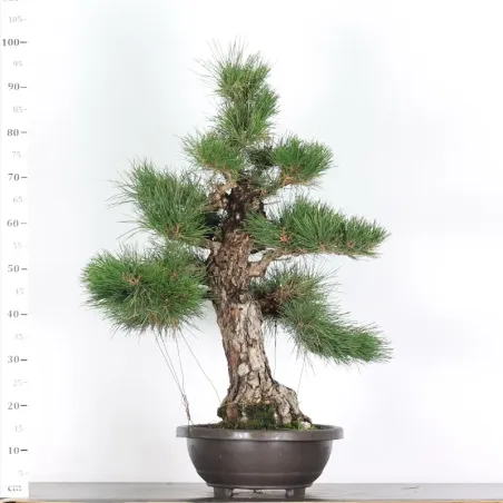 image supplémentaire - JAPANESE BLACK PINE...