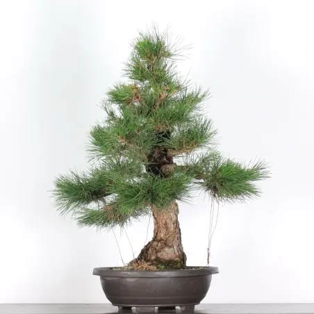 JAPANESE BLACK PINE "THUNBERGII" 2-13