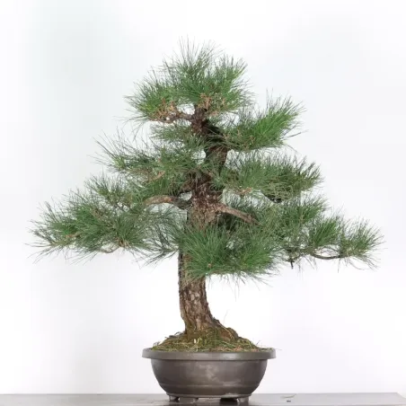 JAPANESE BLACK PINE "THUNBERGII" 2-14