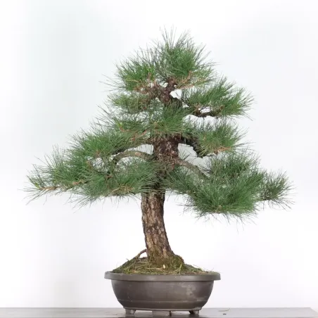 image supplémentaire - JAPANESE BLACK PINE...