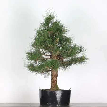 image supplémentaire - JAPANESE BLACK PINE...