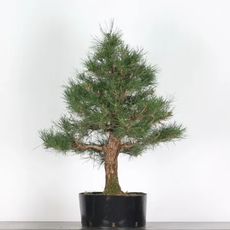 JAPANESE BLACK PINE "THUNBERGII" 2-15