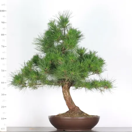 image supplémentaire - JAPANESE BLACK PINE...