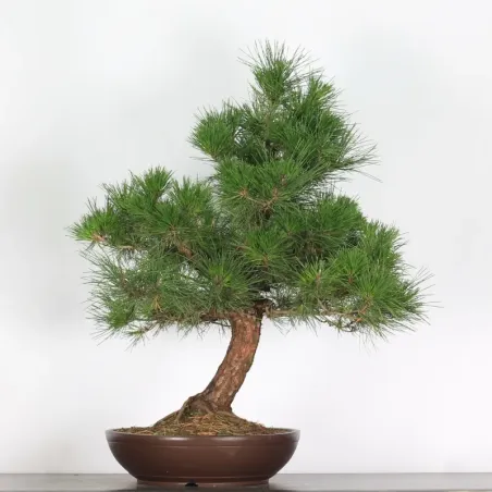JAPANESE BLACK PINE "THUNBERGII" 3-1