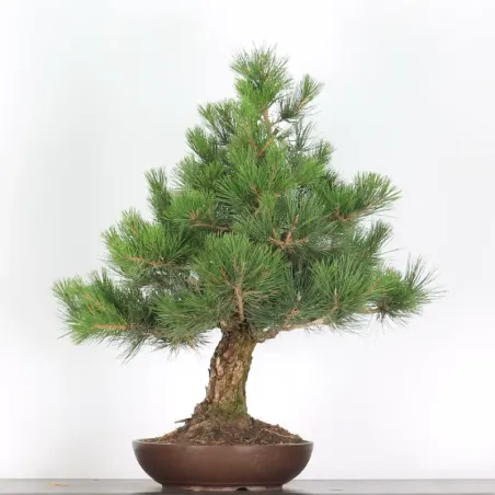 JAPANESE BLACK PINE "THUNBERGII" 3-2