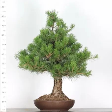 image supplémentaire - JAPANESE BLACK PINE...