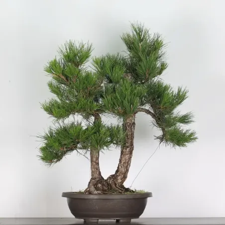 JAPANESE BLACK PINE "THUNBERGII" 3-3