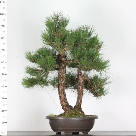 image supplémentaire - JAPANESE BLACK PINE...