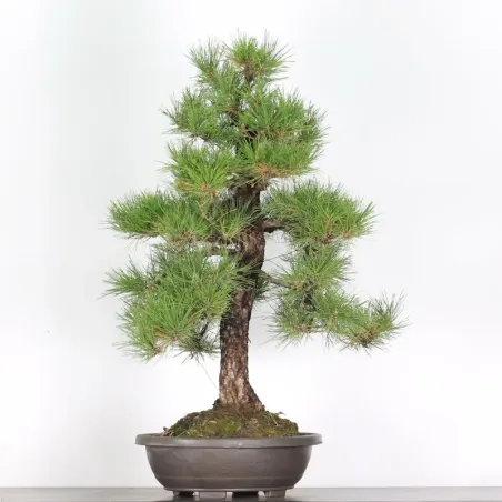 JAPANESE BLACK PINE "THUNBERGII" 3-4