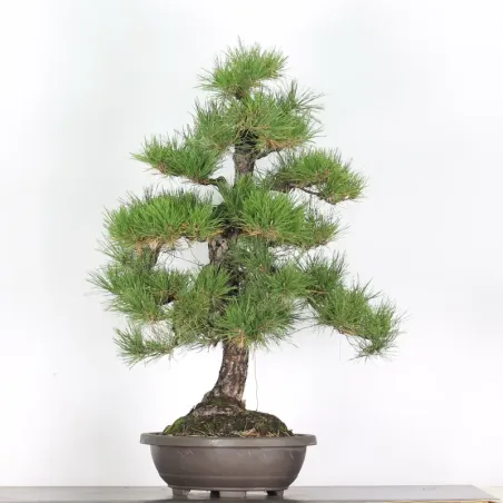image supplémentaire - JAPANESE BLACK PINE...