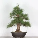 JAPANESE BLACK PINE "THUNBERGII" 3-5