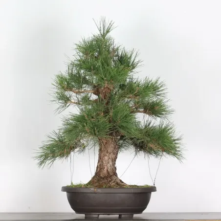JAPANESE BLACK PINE "THUNBERGII" 3-5
