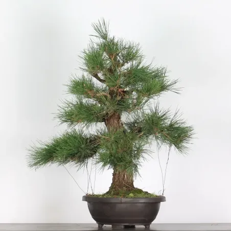 image supplémentaire - JAPANESE BLACK PINE...
