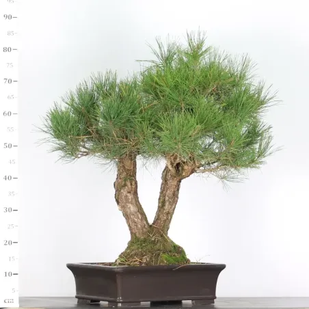 image supplémentaire - JAPANESE BLACK PINE...