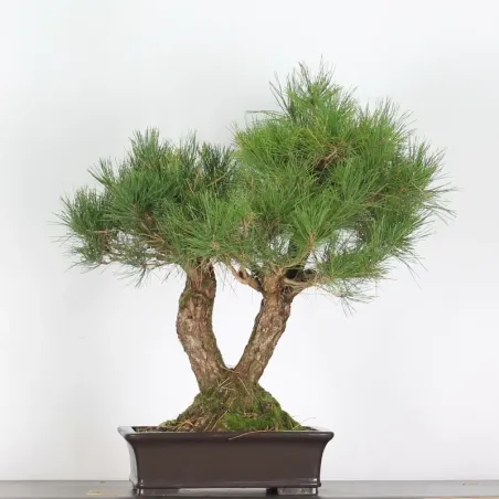 JAPANESE BLACK PINE "THUNBERGII" 3-6