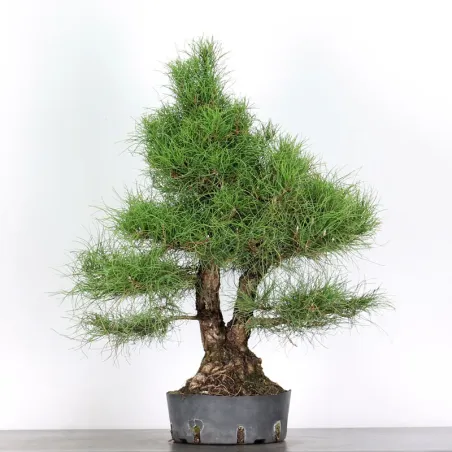PREBONSAI PINUS SYLVESTRIS 2-5