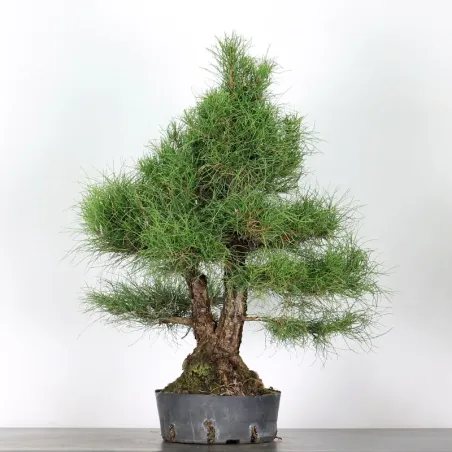 image supplémentaire - PREBONSAI PIN SYLVESTRE 2-5
