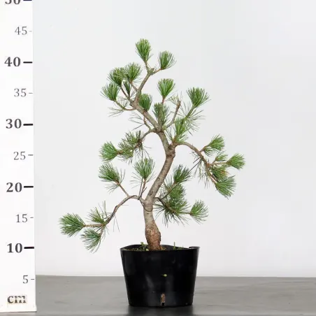 image supplémentaire - PREBONSAI PIN BLANC DU...