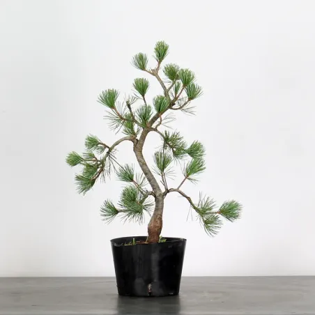 Bonsai Pin Pentaphylla PP-1-3