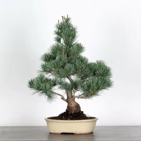 Bonsai Pin Pentaphylla PP-2-1