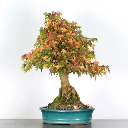 image supplémentaire - OFFRE D'AUTOMNE Érable...