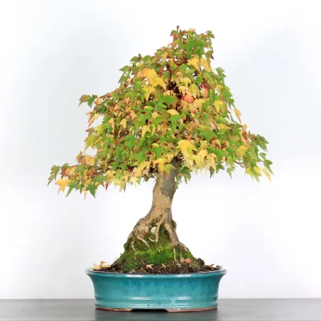 OFFRE D'AUTOMNE Érable "ACER BUERGÉRIANUM" 3-19