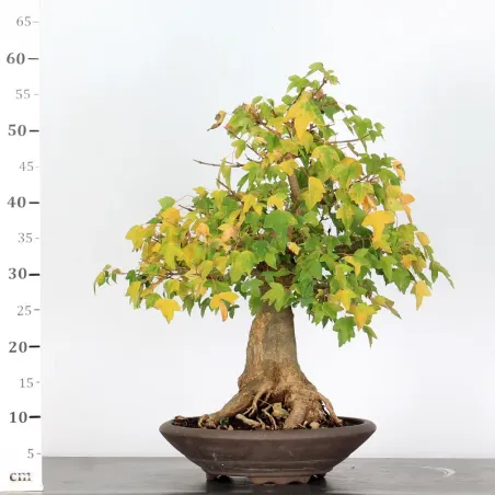 image supplémentaire - AUTUMN OFFER MAPPLE "ACER...