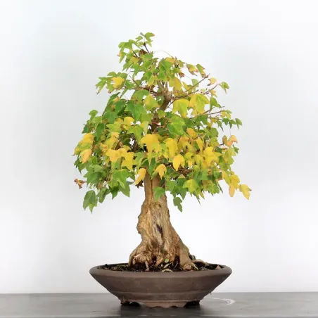 Bonsai Maple Burger AB-3-9