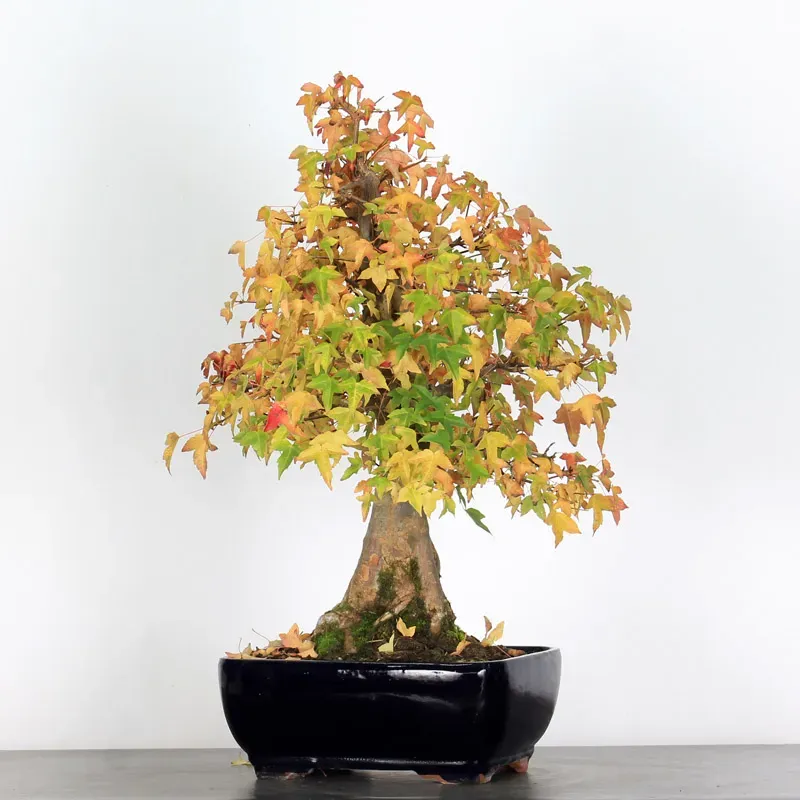 Bonsai Erable Burger AB-3-1