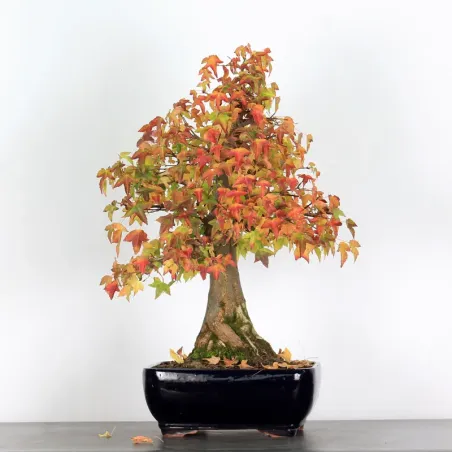 image supplémentaire - AUTUMN OFFER Maple "ACER...