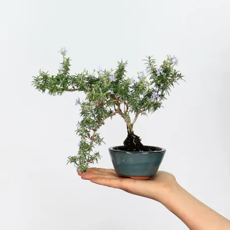 ROSEMARY "ROSMARINUS" 1-1