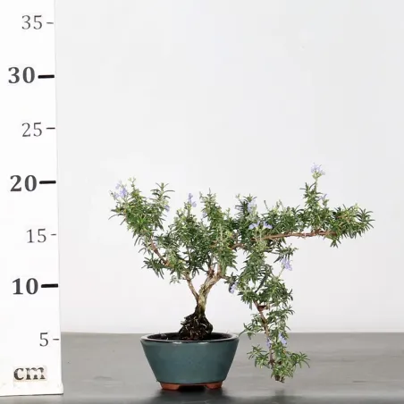 image supplémentaire - ROSEMARY "ROSMARINUS" 1-1