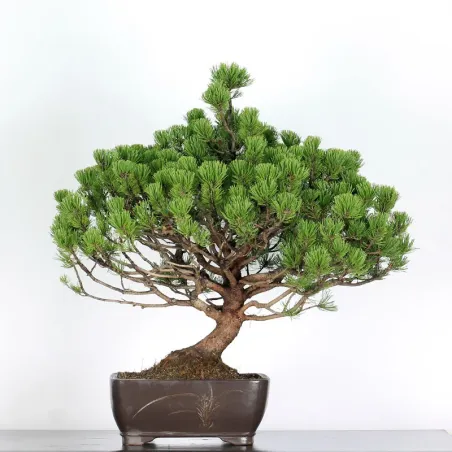 Pin mugo bonsai PM-3-7