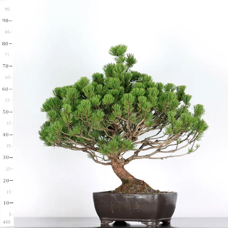 image supplémentaire - BONSAI PINUS MUGO 3-7