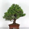 BONSAI PINUS MUGO 3-10