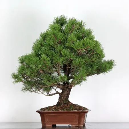Pin mugo bonsai PM-3-10