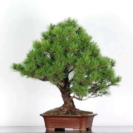 image supplémentaire - BONSAI PINUS MUGO 3-10