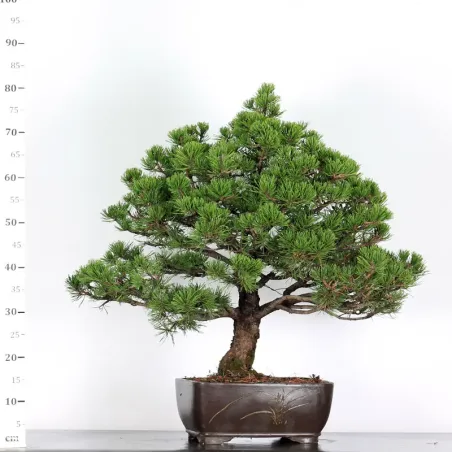 BONSAI PIN MUGO 3-15