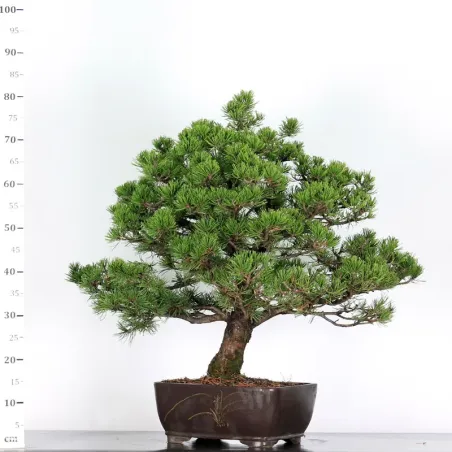 image supplémentaire - BONSAI PINUS MUGO 3-15