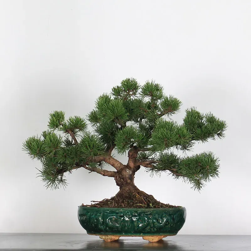 image supplémentaire - BONSAI PIN MUGO 3-16