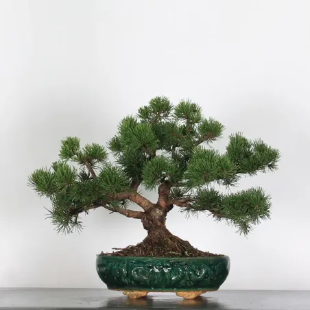 image supplémentaire - BONSAI PIN MUGO 3-16