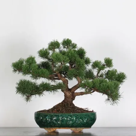 BONSAI PINUS MUGO 3-16