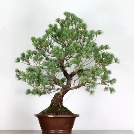 PIN BLANC DU JAPON "PINUS PENTAPHYLLA" 3-1