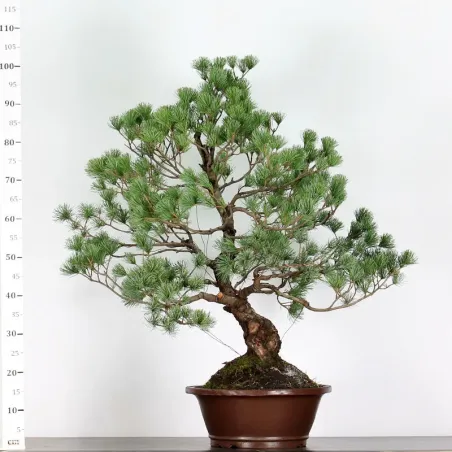 image supplémentaire - PIN BLANC DU JAPON "PINUS...