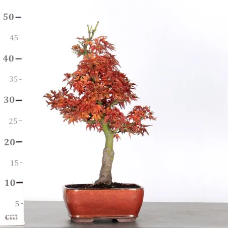 image supplémentaire - Érable "ACER SHISHIGASHIRA"...