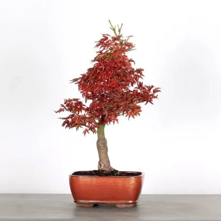 Palmatum Shishigashira Maple Bonsai AS-1-1