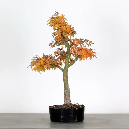 Bonsai Erable Palmatum Shishigashira AS-1-2